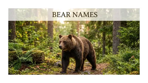 Bear Names