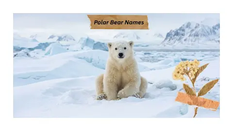 Polar Bear Names